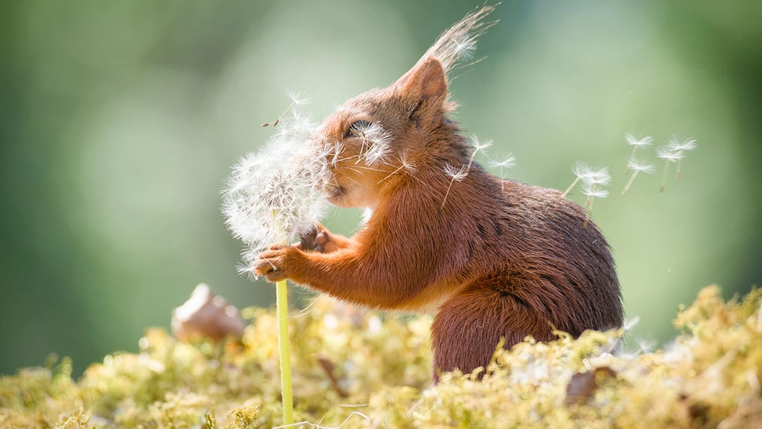 Eichhörnchen: Geert Weggen zeigt die Welt der kleinen Nager.