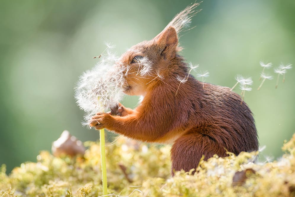 Eichhörnchen: Geert Weggen zeigt die Welt der kleinen Nager.