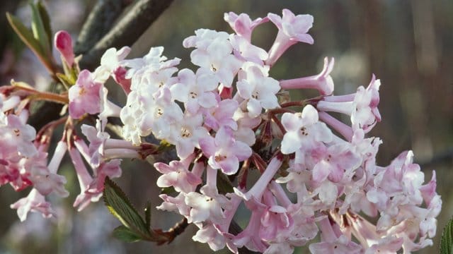 An kalten Wintertagen, wenn noch Minustemperaturen herrschen, blüht bereits der Duftschneeball (Viburnum farreri).