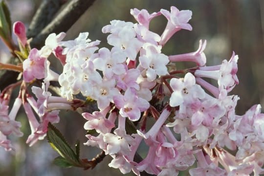 An kalten Wintertagen, wenn noch Minustemperaturen herrschen, blüht bereits der Duftschneeball (Viburnum farreri).