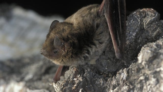 Die Rauhautfledermaus sucht gerne Schutz in Holzstapeln - worin sie aufgrund ihres braunen Fells und ihrer geringen Größe kaum auffällt.