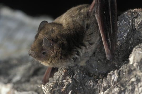 Die Rauhautfledermaus sucht gerne Schutz in Holzstapeln - worin sie aufgrund ihres braunen Fells und ihrer geringen Größe kaum auffällt.