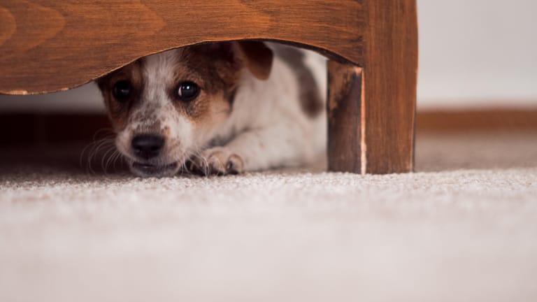 Hund unter dem Bett: Fernsehgeräusche können Haustiere von der Silvesterknallerei ablenken.
