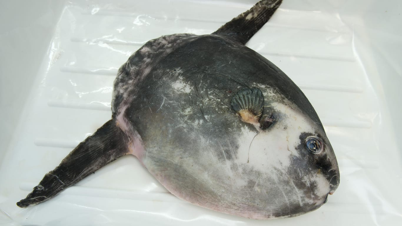Der tote Mondfisch: Das Tier ist ein Warmwasser- und Hochseebewohner.