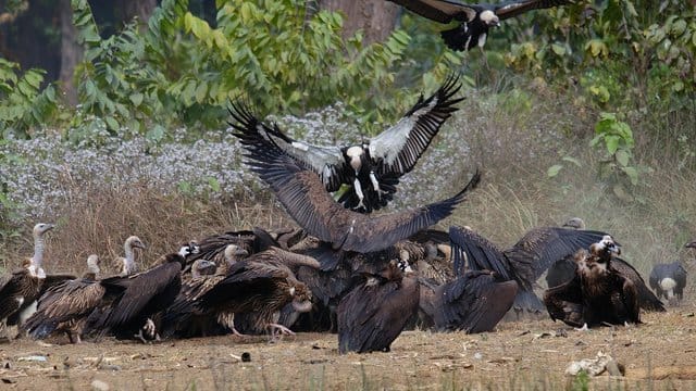Bengalgeier fressen einen Kadaver, der in einem Naturschutzgebiet für sie bereitgelegt wurde.