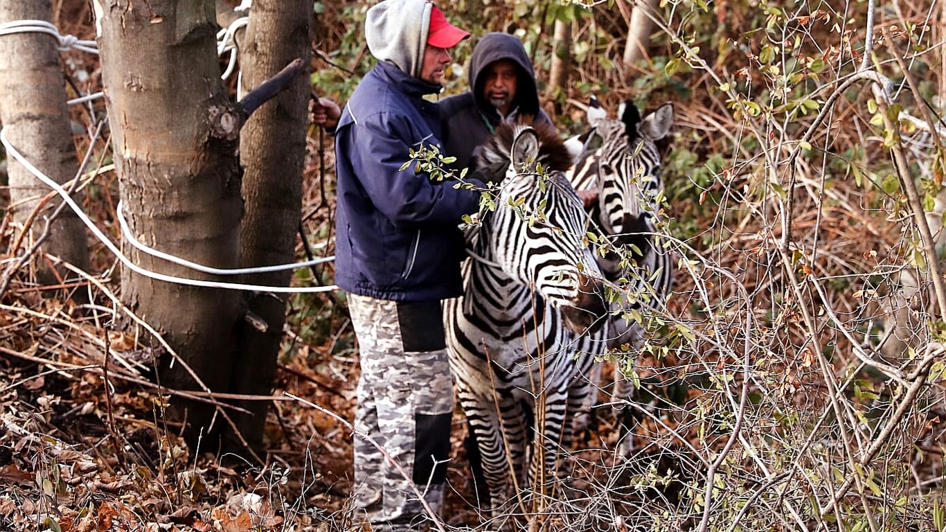 Die entlaufenen Zebras: Die Polizei konnte die vier Tiere wieder einfangen.