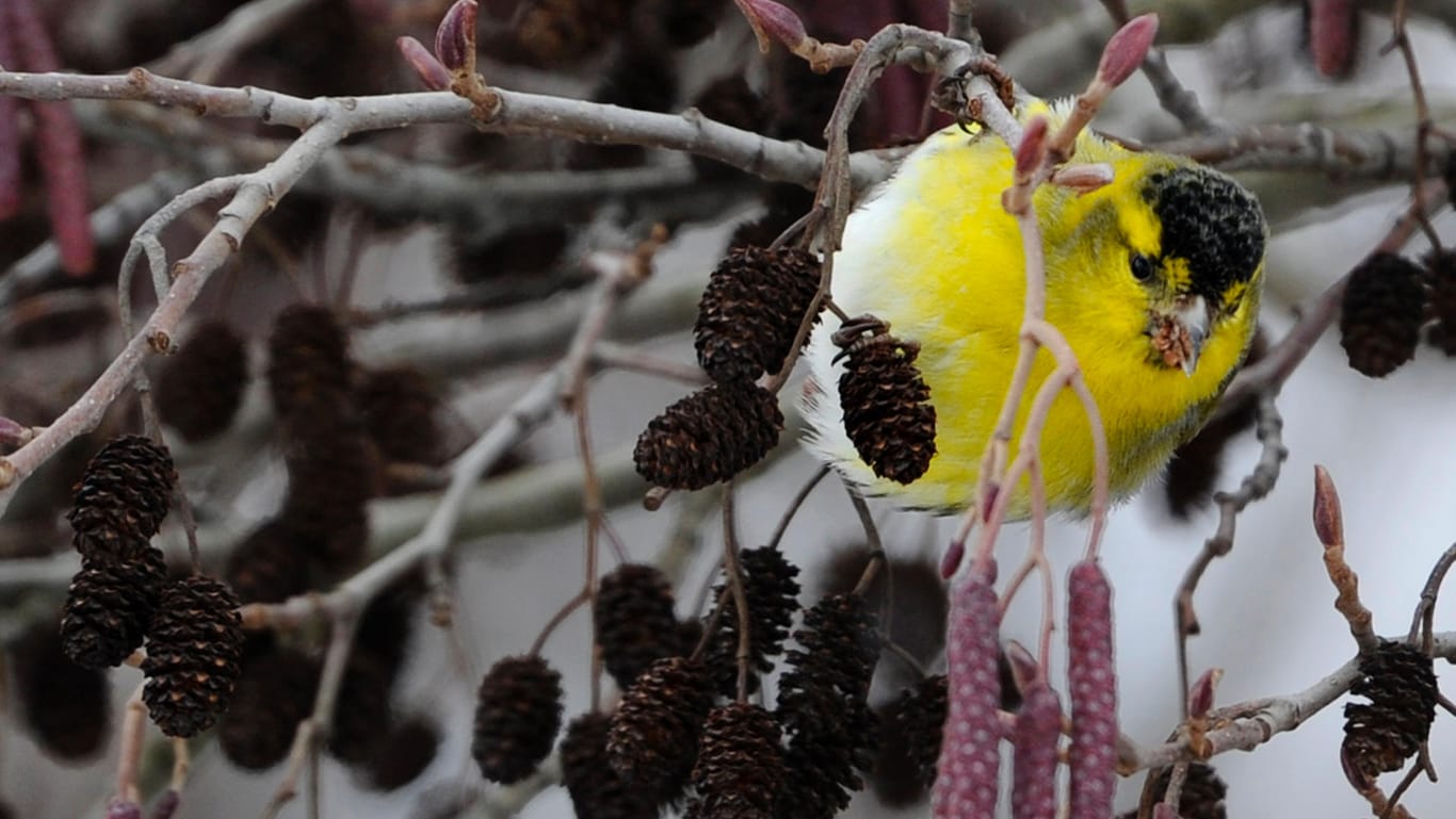 Ein Erlenzeisig sucht in einem Baum nach Futter: In den kommenden Tagen nimmt der Nachtfrost weiter ab.