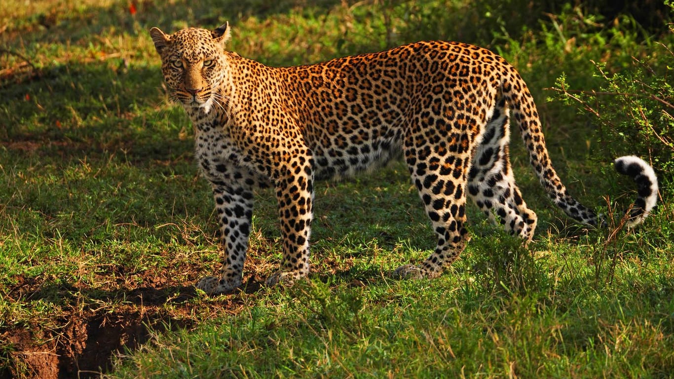 Ein Leopard (Symbolbild): In Indien wurden in den letzten zwei Monaten drei Menschen von Raubkatzen angegriffen.