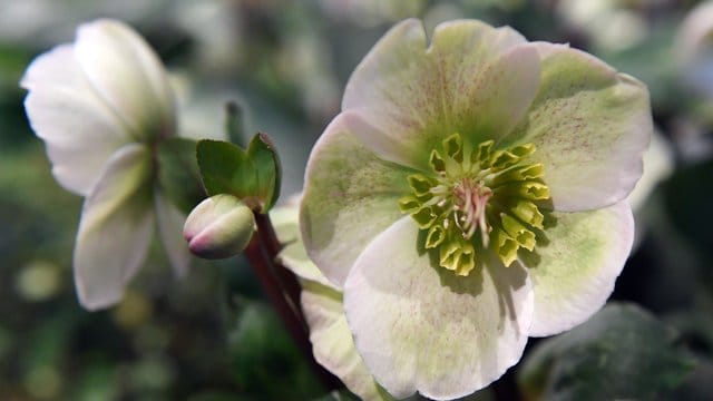 Christrosen (Helleborus-Hybride) blühen auch bei Temperaturen um den Gefrierpunkt.