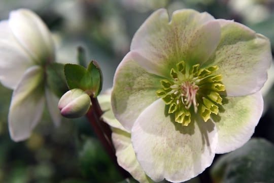 Christrosen (Helleborus-Hybride) blühen auch bei Temperaturen um den Gefrierpunkt.