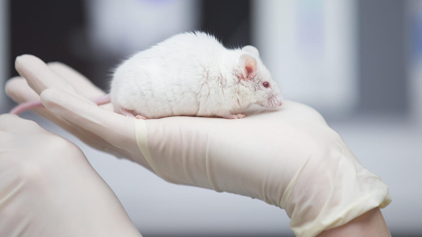 Tierversuche im Labor: Bei Experimenten werden am häufigsten Mäuse verwendet.