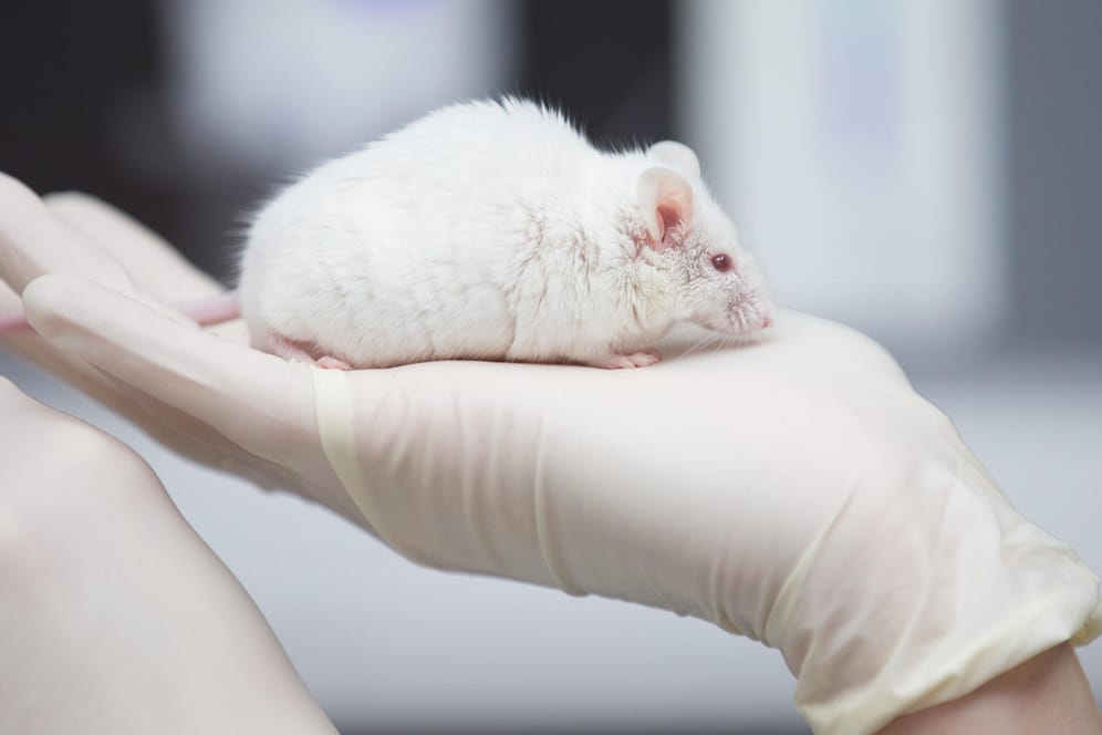 Tierversuche im Labor: Bei Experimenten werden am häufigsten Mäuse verwendet.