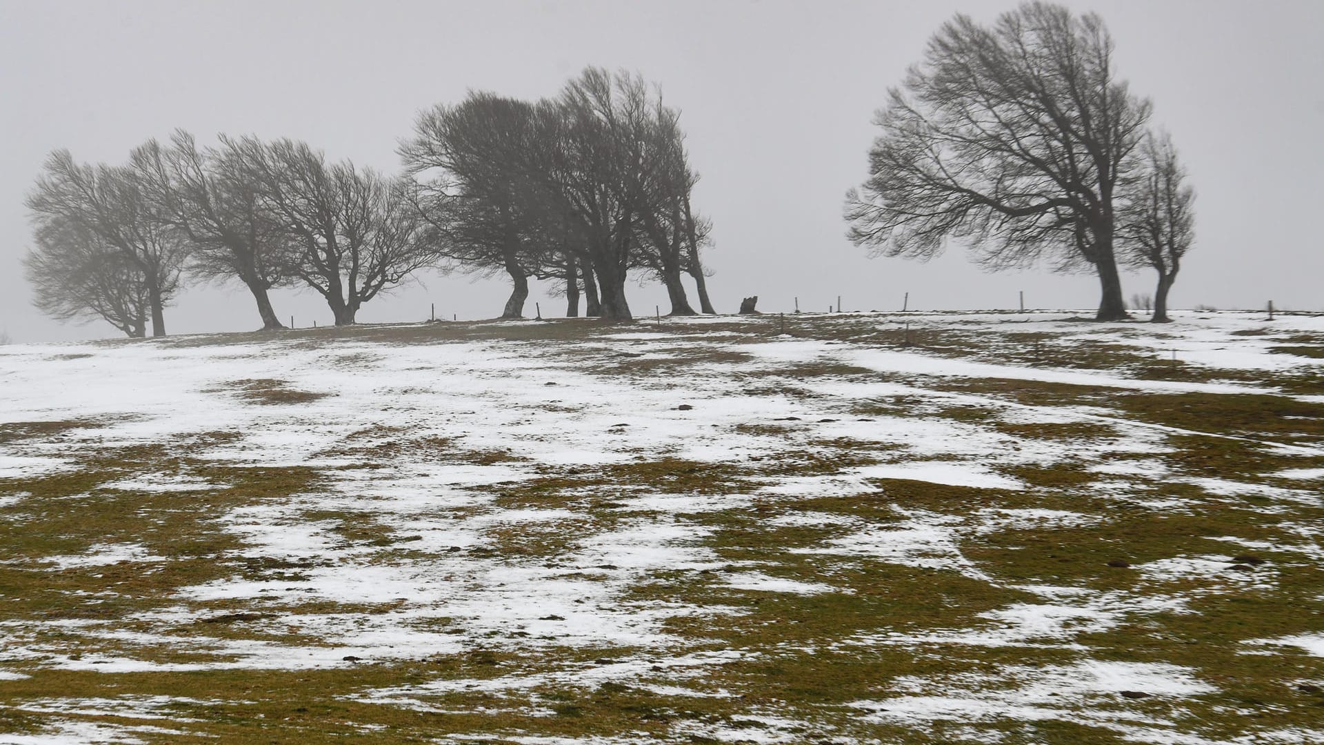 Schneereste vor Bäumen auf dem Schauinsland: Weiße Weihnachten sind dieses Jahr nur in Lagen ab 600 Meter zu erwarten. Schneereste vor Bäumen auf dem Schauinsland: Weiße Weihnachten sind dieses Jahr nur in Lagen ab 600 Meter zu erwarten.
