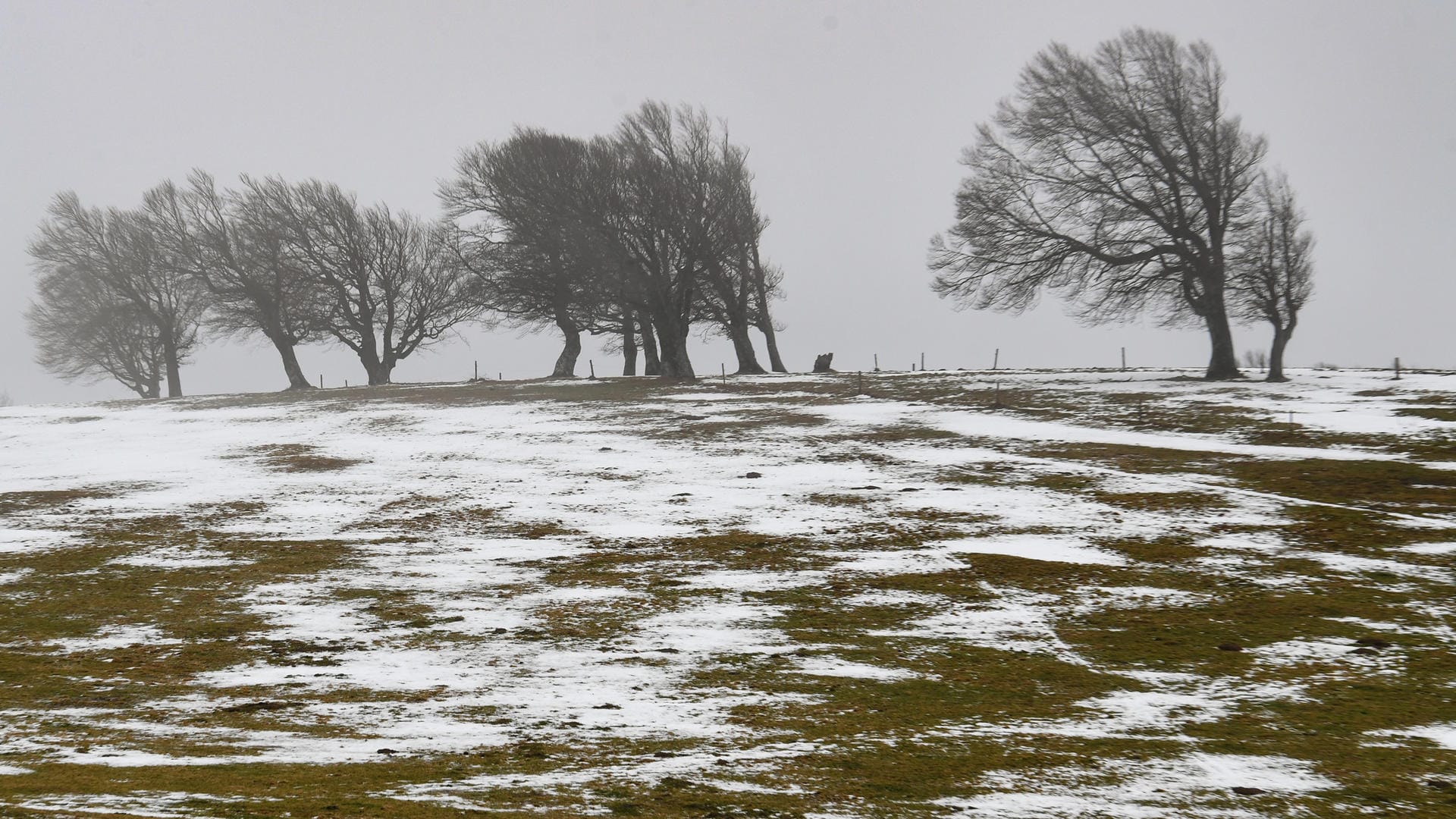 Baden-Württemberg, Horben: Schneereste liegen vor windschiefen Buchen auf dem Schauinsland. Bei milden Temperaturen und Orkanböen schmilzt der Schnee in den Hochlagen des Schwarzwaldes.