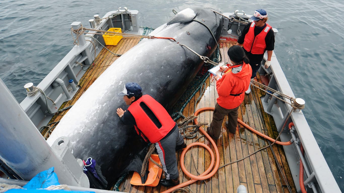 Erlegter Minkwal (Archivbild): Japan verlässt die Internationale Walfangkommission, um die Jagd auf die Meeressäuger intensivieren zu können.