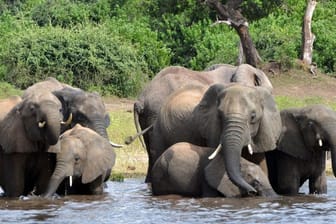 Elefanten trinken Wasser im Chobe-Nationalpark.