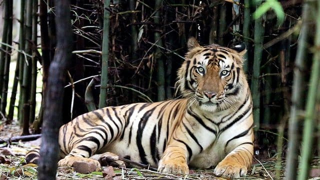 Ein Königstiger liegt in seinem Gehege im Van Vihar National Park.