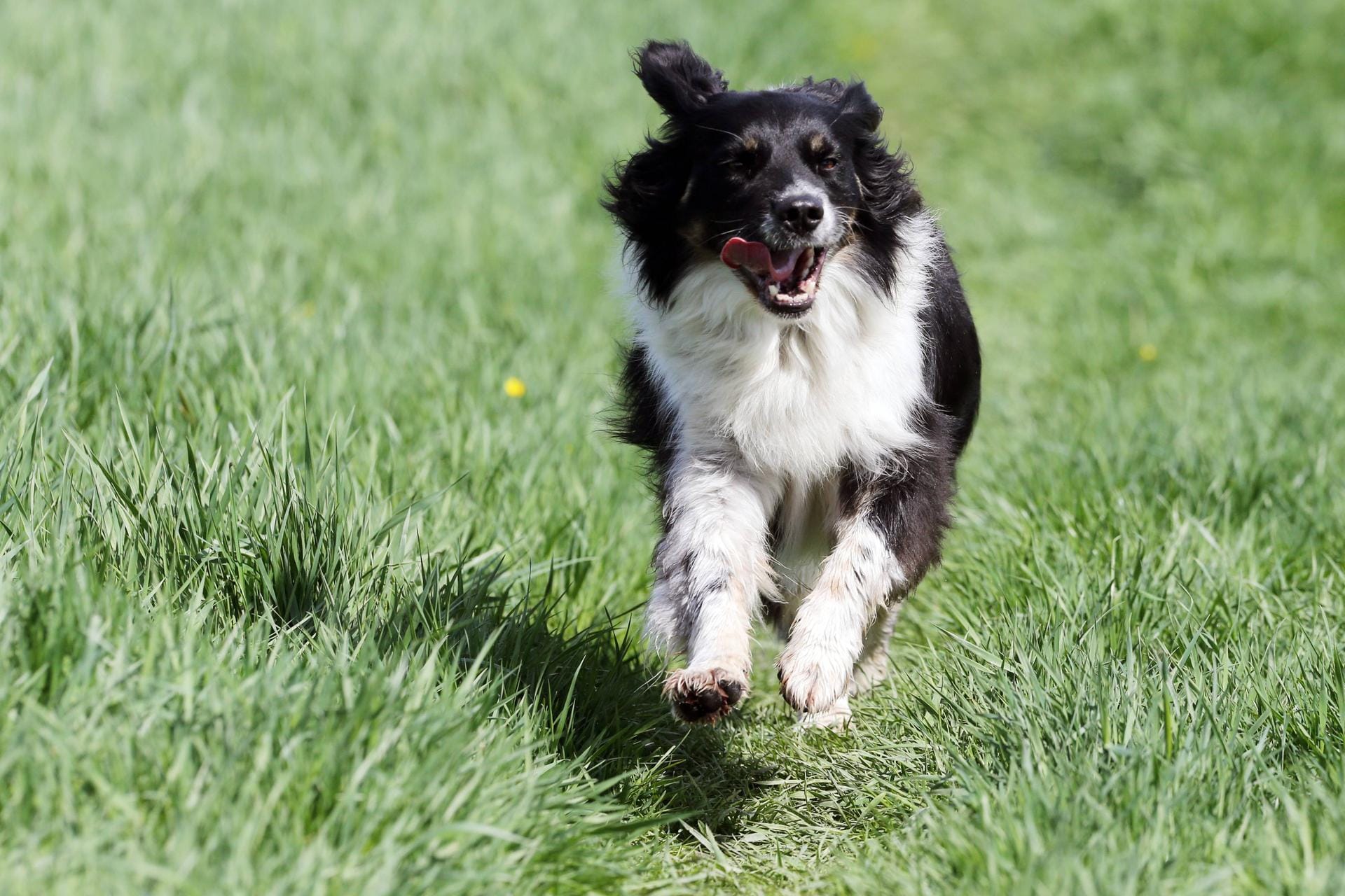 Ein Hund rennt über eine Wiese: Wenn der Jagdtrieb groß ist, kann das durchaus gefährlich werden.