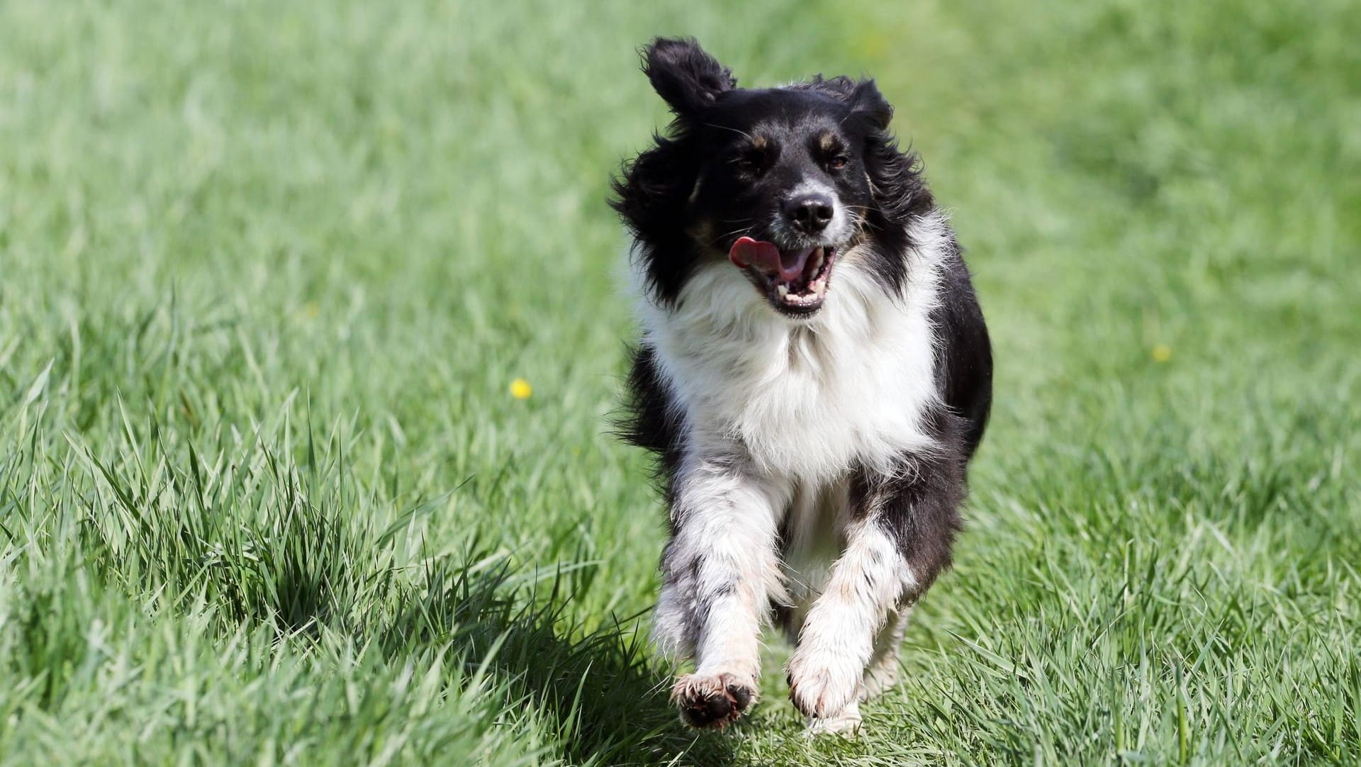 Ein Hund rennt über eine Wiese: Wenn der Jagdtrieb groß ist, kann das durchaus gefährlich werden.