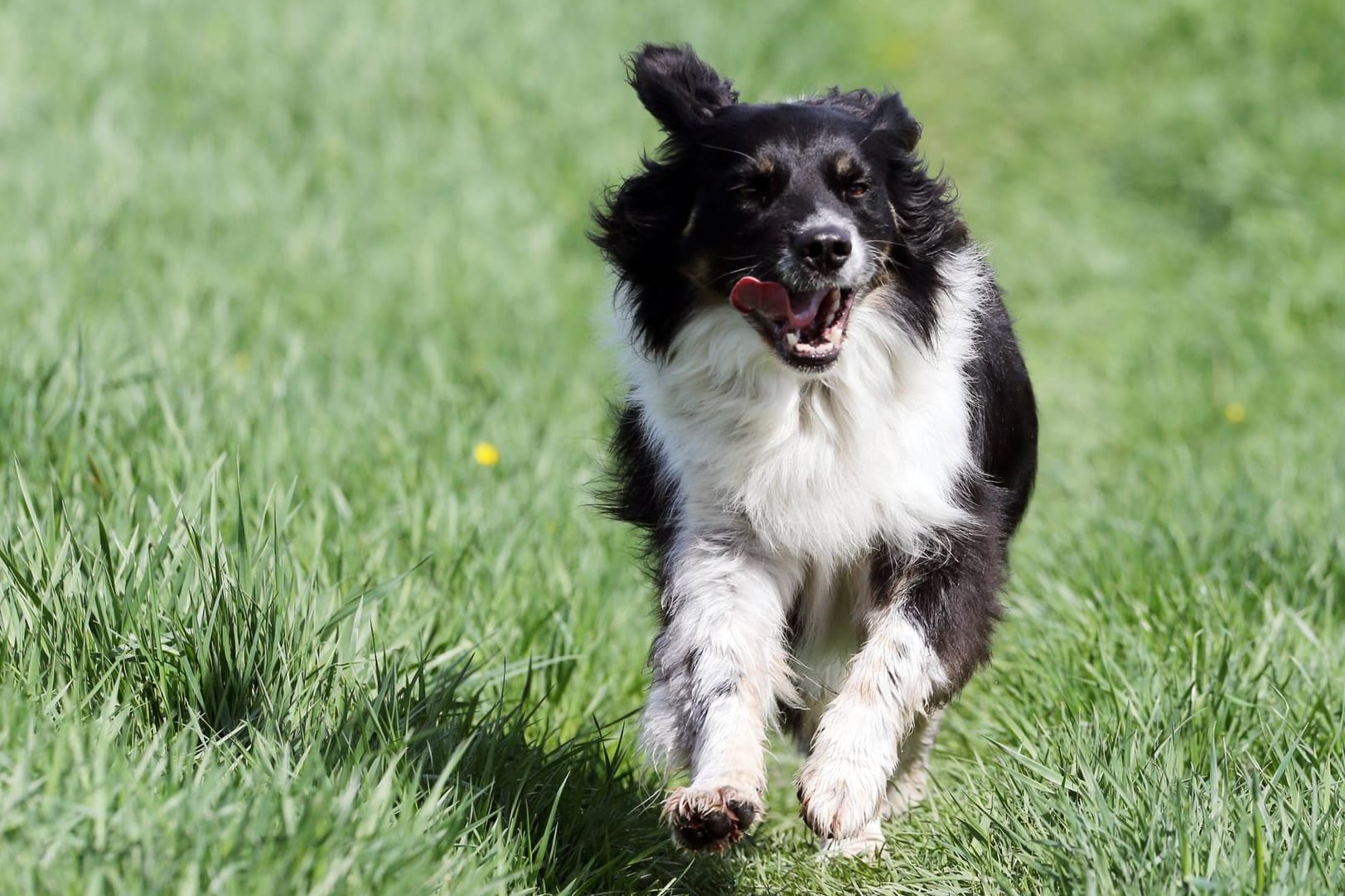 Ein Hund rennt über eine Wiese: Wenn der Jagdtrieb groß ist, kann das durchaus gefährlich werden.