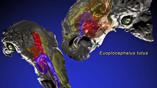 Den Ergebnissen der Forscher zufolge führte die Wärmerückgewinnung beim Ausatmen zu Energieeinsparungen von 65 Prozent bei Panoplosaurus und von 84 Prozent bei Euoplocephalus.