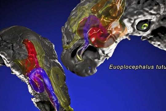 Den Ergebnissen der Forscher zufolge führte die Wärmerückgewinnung beim Ausatmen zu Energieeinsparungen von 65 Prozent bei Panoplosaurus und von 84 Prozent bei Euoplocephalus.