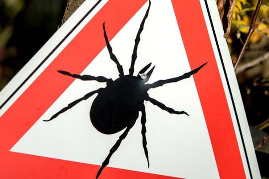 Die Schweizer Behörden verzeichnen einen deutlichen Anstieg der FSME-Fälle.