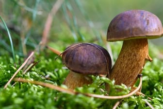 Zwei Pilze sprießen in einem Wald