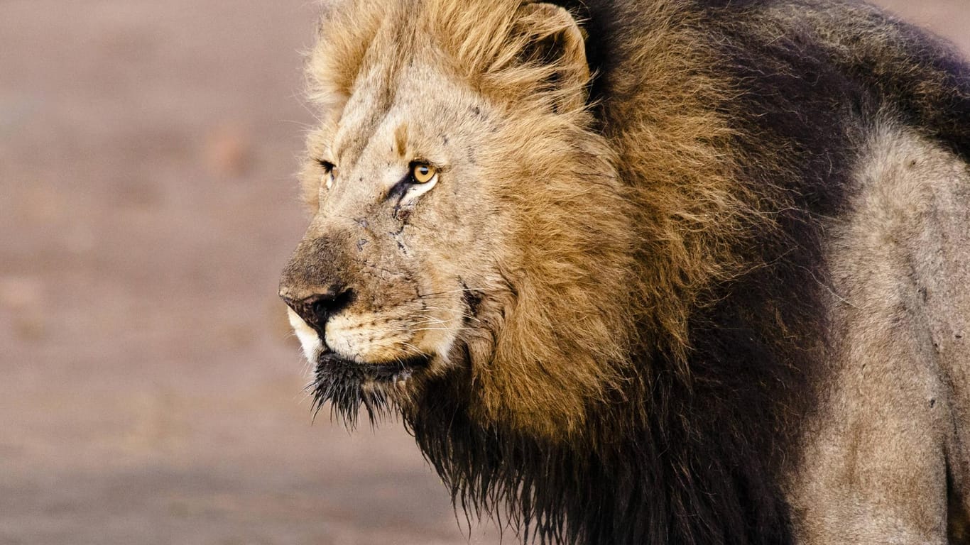 Ein Löwe: Das Tier in dem Zoo soll "von Natur nervös" gewesen sein. Nach dem Vorfall wurde es erschossen. (Symbolbild)
