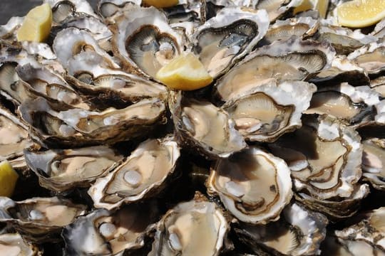 Die Austernbänke in der Nordsee schienen früher unerschöpflich.