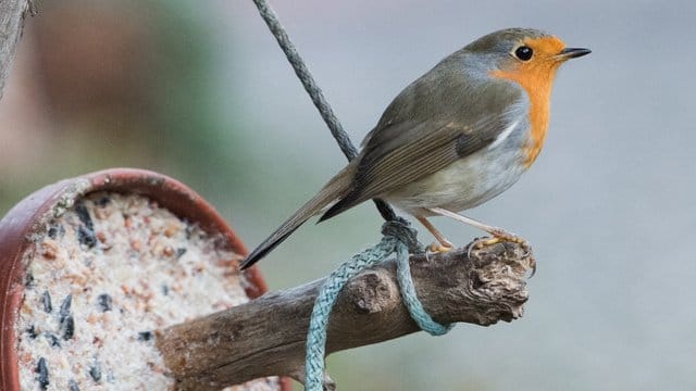 Ein Rotkehlchen (Erithacus rubecula) steht auf einem Ast in einem Garten an einer Fütterungsstelle. Ein Rotkehlchen (Erithacus rubecula) steht auf einem Ast in einem Garten an einer Fütterungsstelle.
