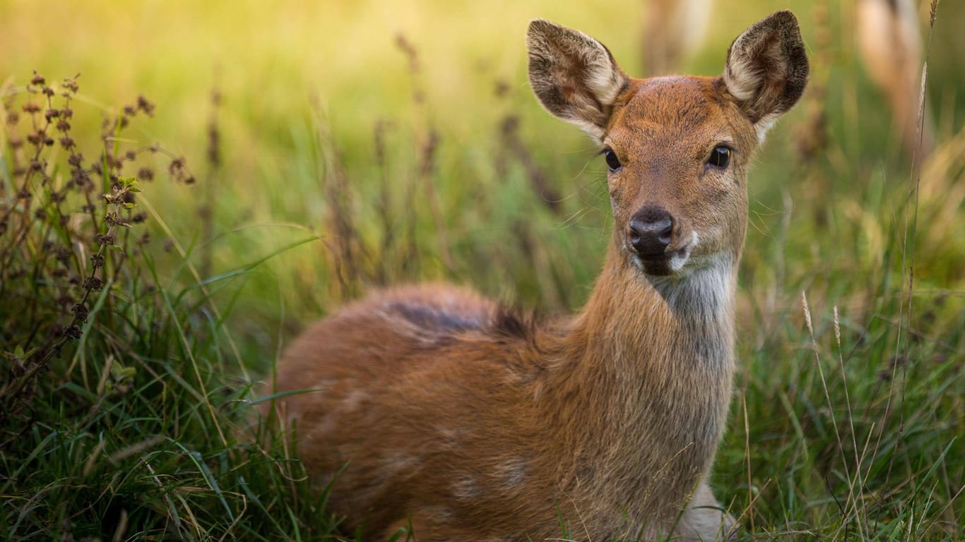 Im Westerwald haben Unbekannte ein Hirschkalb geköpft und den Kopf mitgenommen. Auch ein Muttertier wurde tot aufgefunden. Die Polizei ermittelt. (Symbolfoto)