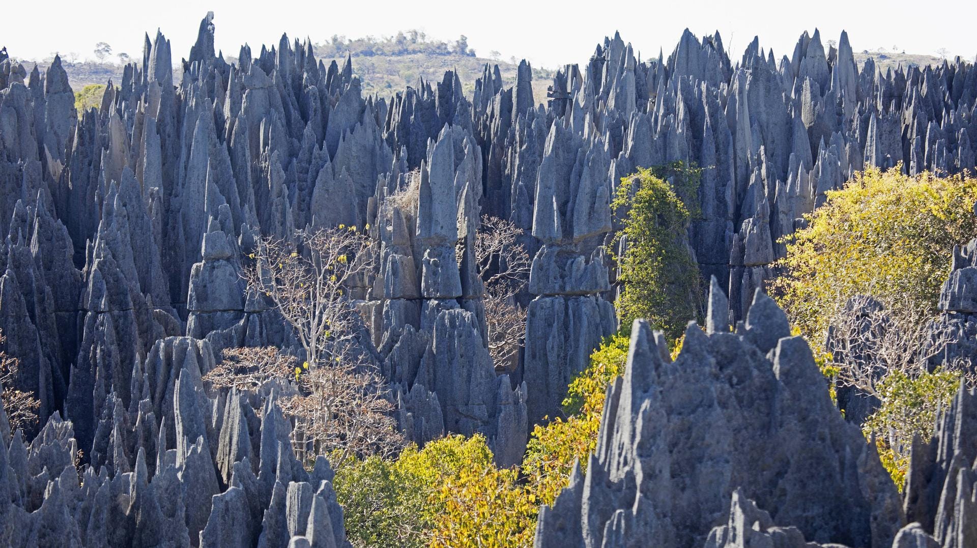 Tsingys de Bemaraha: Der Nationalpark ist bekannt für kuriose Kalksteinformationen.