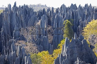 Tsingys de Bemaraha: Der Nationalpark ist bekannt für kuriose Kalksteinformationen.