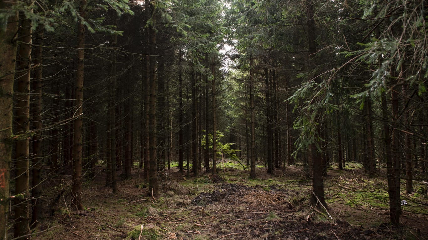 Wald bei Rodacherbrunn: In der Nähe fand die Polizei 2016 Peggys Leiche.