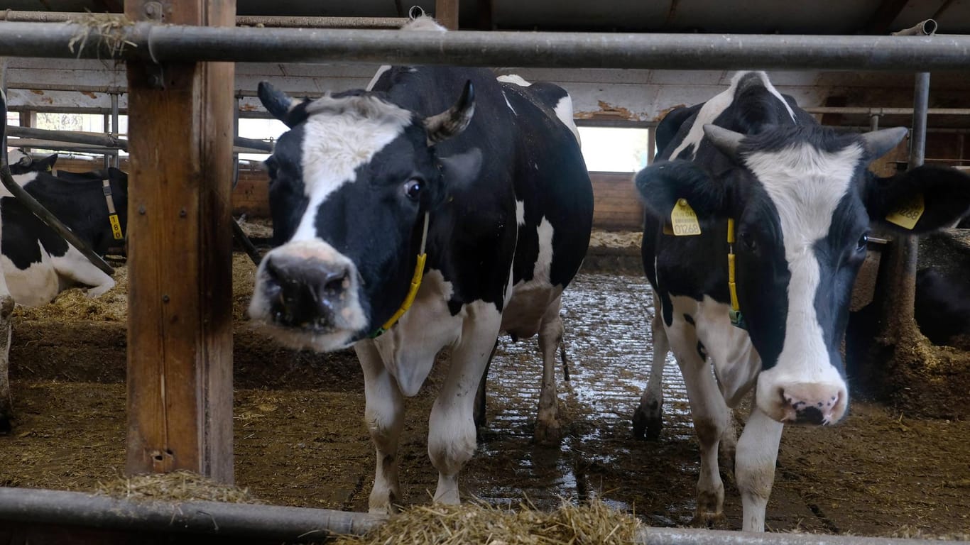 Kühe in einem Landwirtschaftsbetrieb: In Römerstein versorgte die Feuerwehr nach einem Rohrbruch Hunderte Tiere mit Trinkwasser. (Symbolfoto)