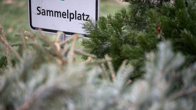 Christbaumsammelplatz