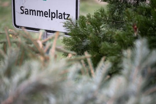 Christbaumsammelplatz