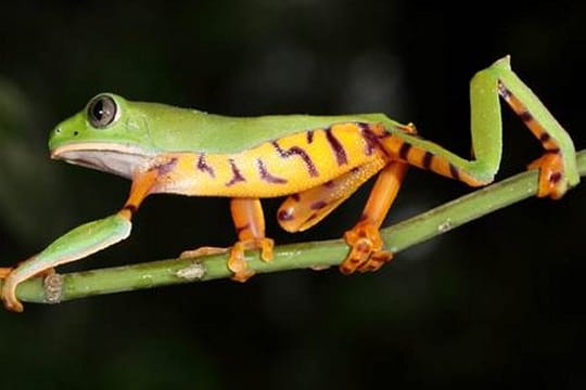 Die Phyllomedusa tomopterna, eine Amphibie, die in Ecuador beheimatet ist.