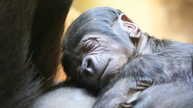 Gorilla-Baby