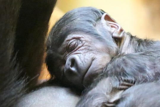 Gorilla-Baby