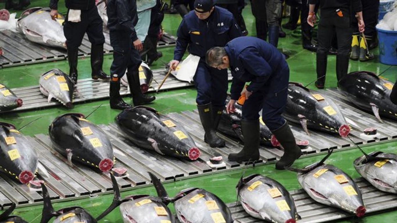 Vor der ersten Auktion des Jahres prüft ein potenzieller Käufer auf dem neu eröffneten Fischmarkt in Tokio die Qualität eines frischen Thunfischs.