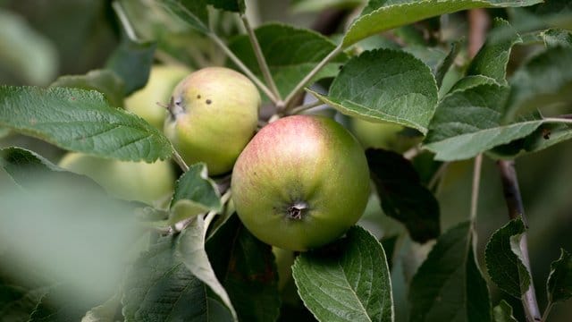 Der Apfel steht für Gesundheit und ewige Jugend - wer bei einer Hochzeit ein Bäumchen überreicht, hat ein Geschenk mit symbolischer Wirkung.