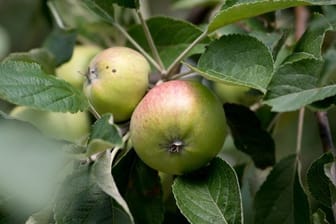 Der Apfel steht für Gesundheit und ewige Jugend - wer bei einer Hochzeit ein Bäumchen überreicht, hat ein Geschenk mit symbolischer Wirkung.
