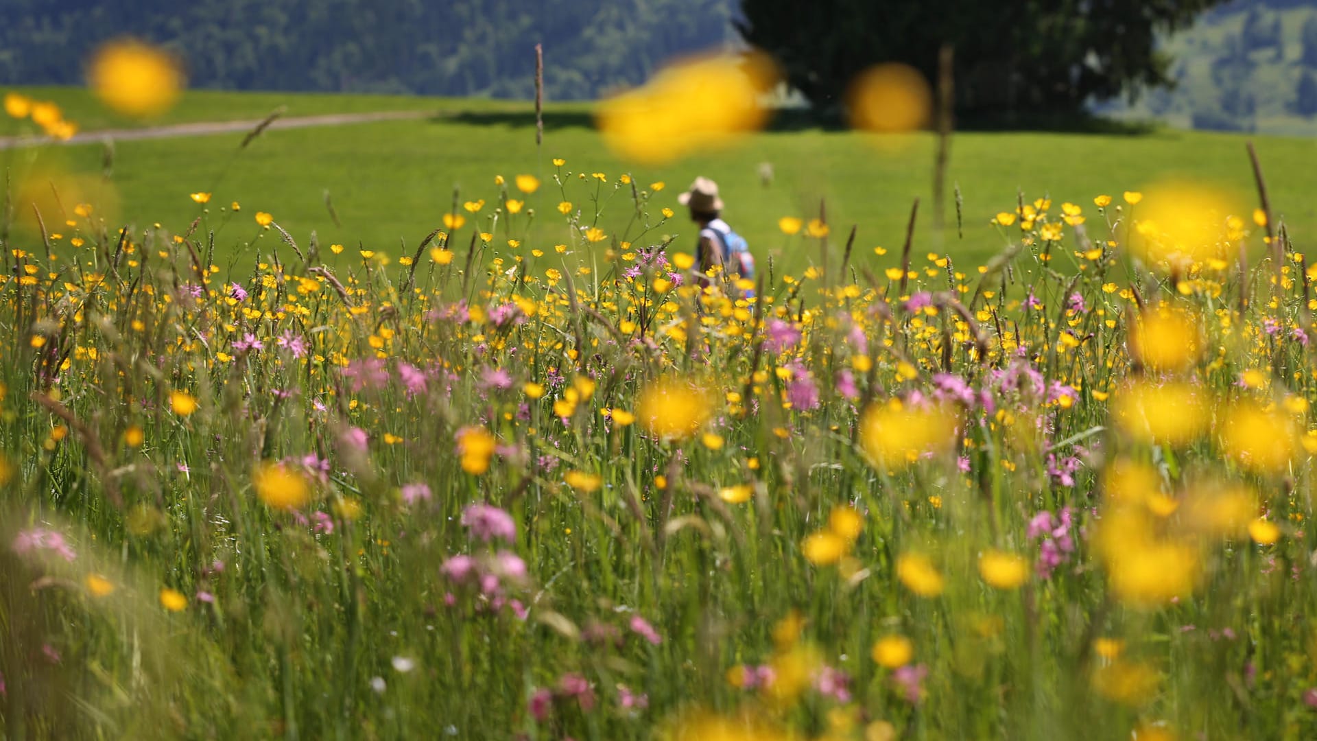 Raus ins Grüne: Auch das Wandern wird von immer mehr Urlaubern wiederentdeckt.