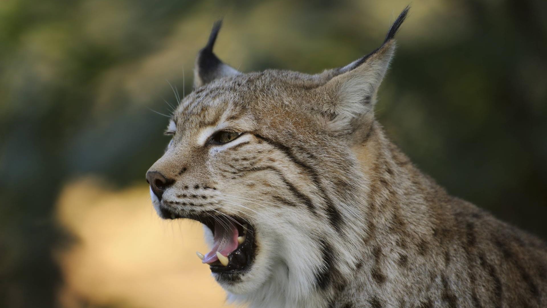 Ein Luchs: Seit Sommer 2016 sind im Rahmen der Wiederansiedlung bisher 13 von 20 geplanten Luchsen im Pfälzerwald freigelassen worden. (Symbolbild)