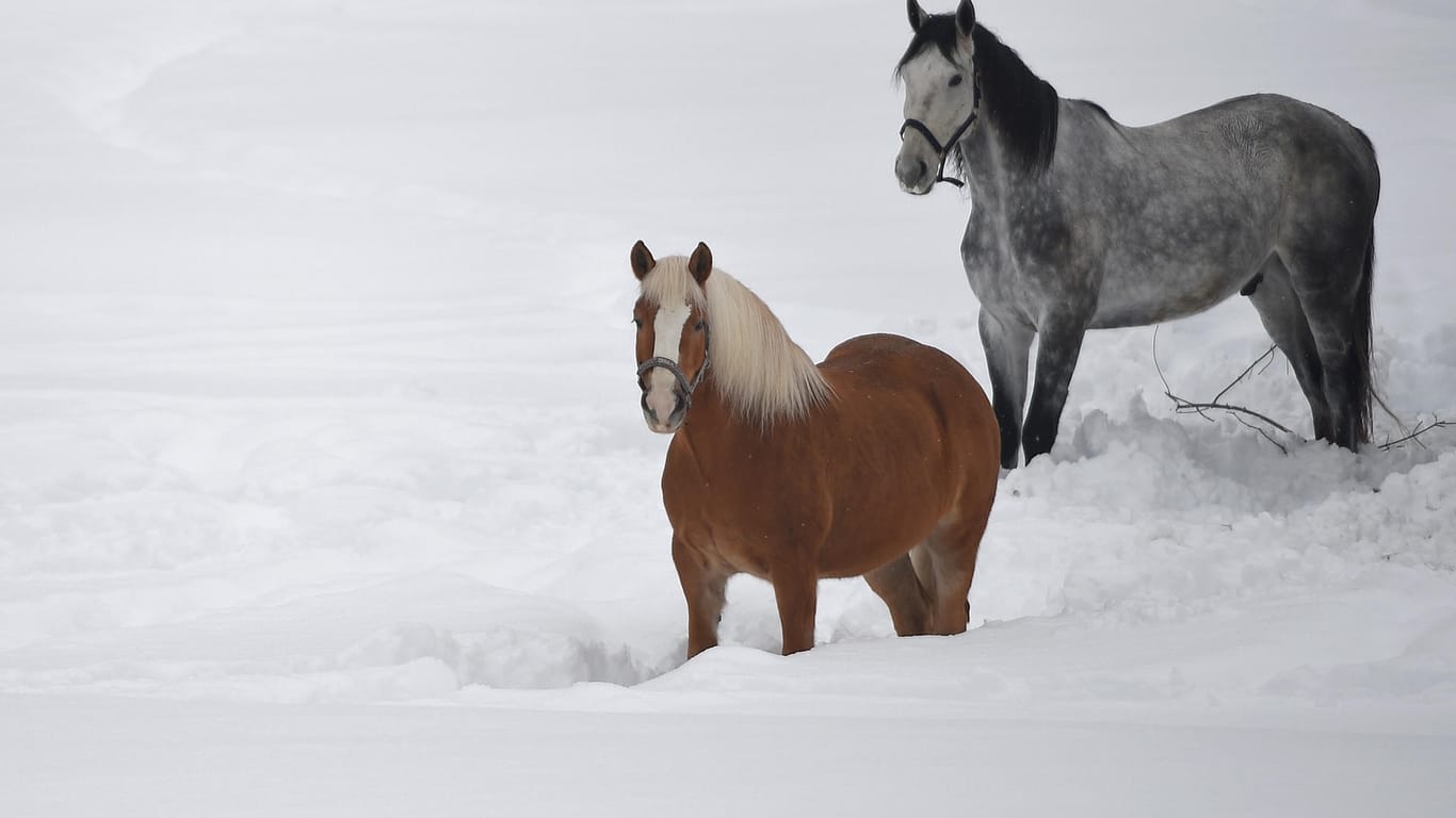 Pferde auf einer verschneiten Weide in Garmisch-Partenkirchen: Bis Donnerstag werden weitere ergiebige Niederschläge erwartet.