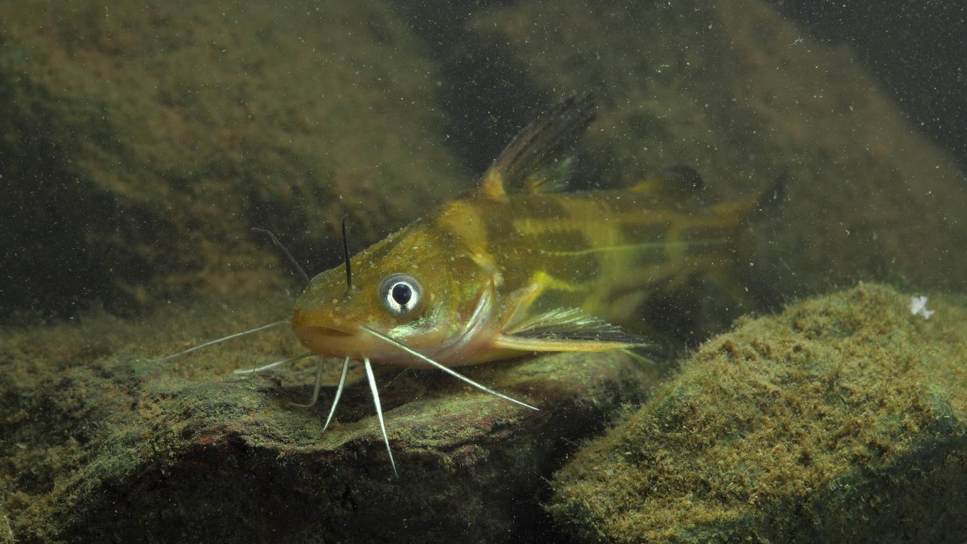 Gelber Drachenwels: Wie der asiatische Fisch in heimische Gewässer gelangt ist, ist unklar.