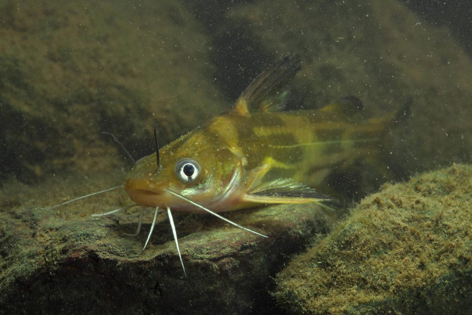 Gelber Drachenwels: Wie der asiatische Fisch in heimische Gewässer gelangt ist, ist unklar.