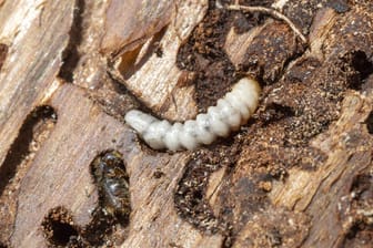 Borkenkäferlarve: Der Schädling verursachte 2018 über eine Million Kubikmeter Käferholz.